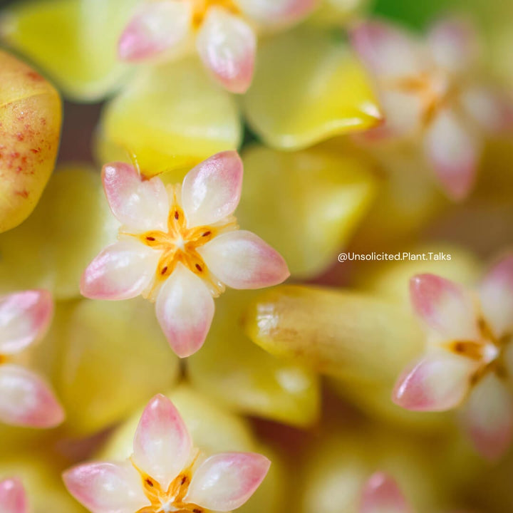 Hoya patcharawalai (seedling)