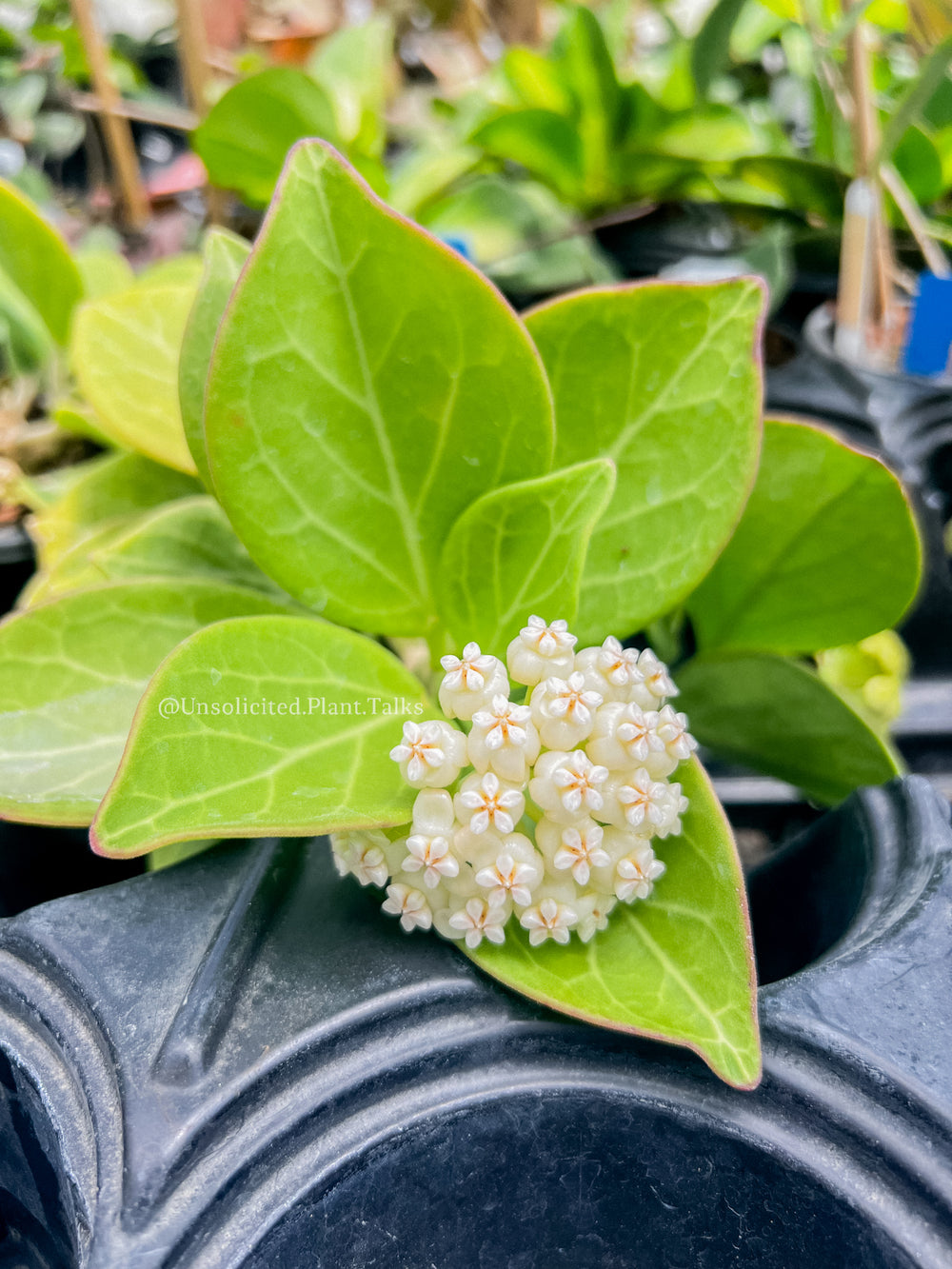 Hoya subquintuplinervis (EPC816, veiny)