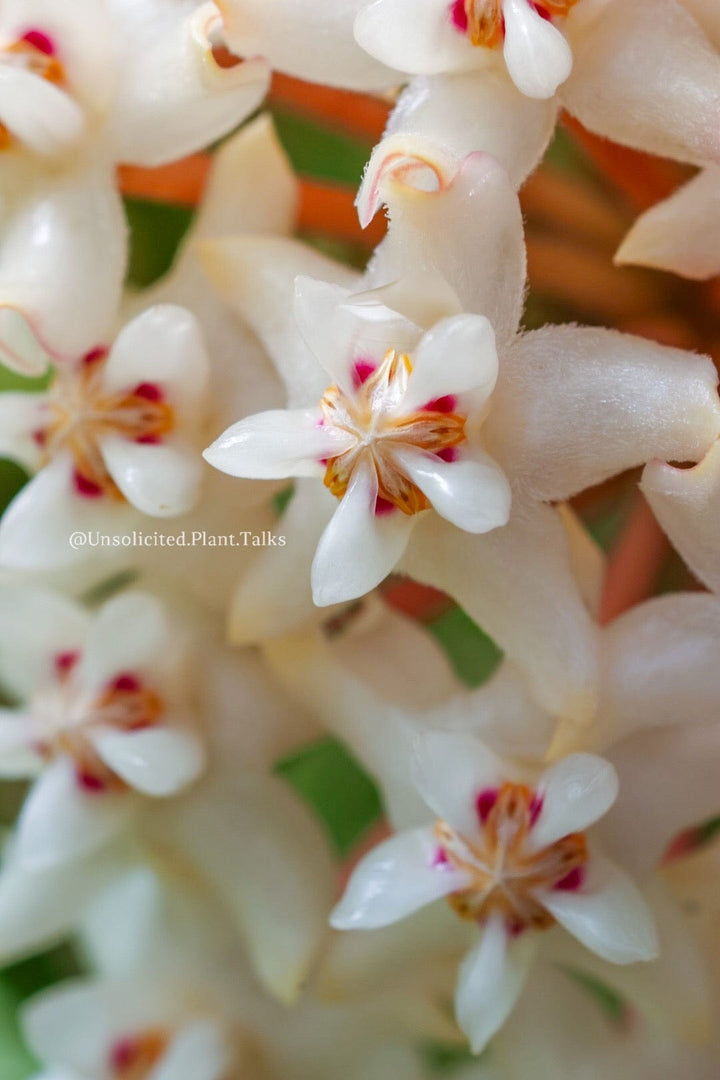 Hoya elliptica