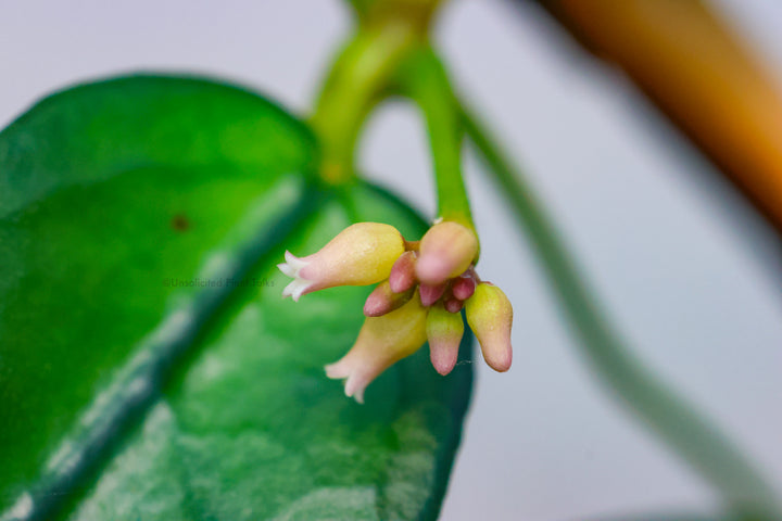 Dischidia acutifolia (PNG)