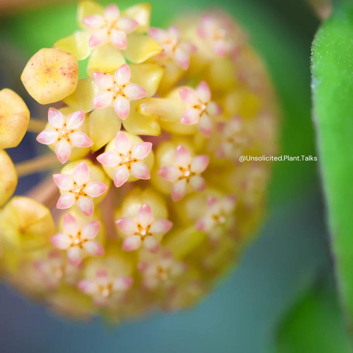 Hoya patcharawalai (seedling)