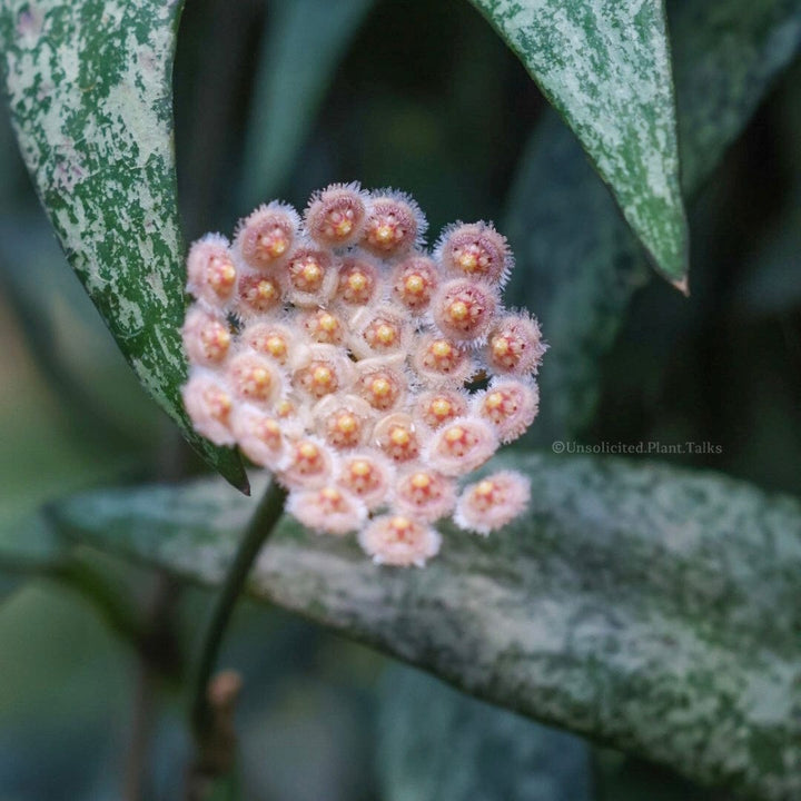 Hoya parviflora &