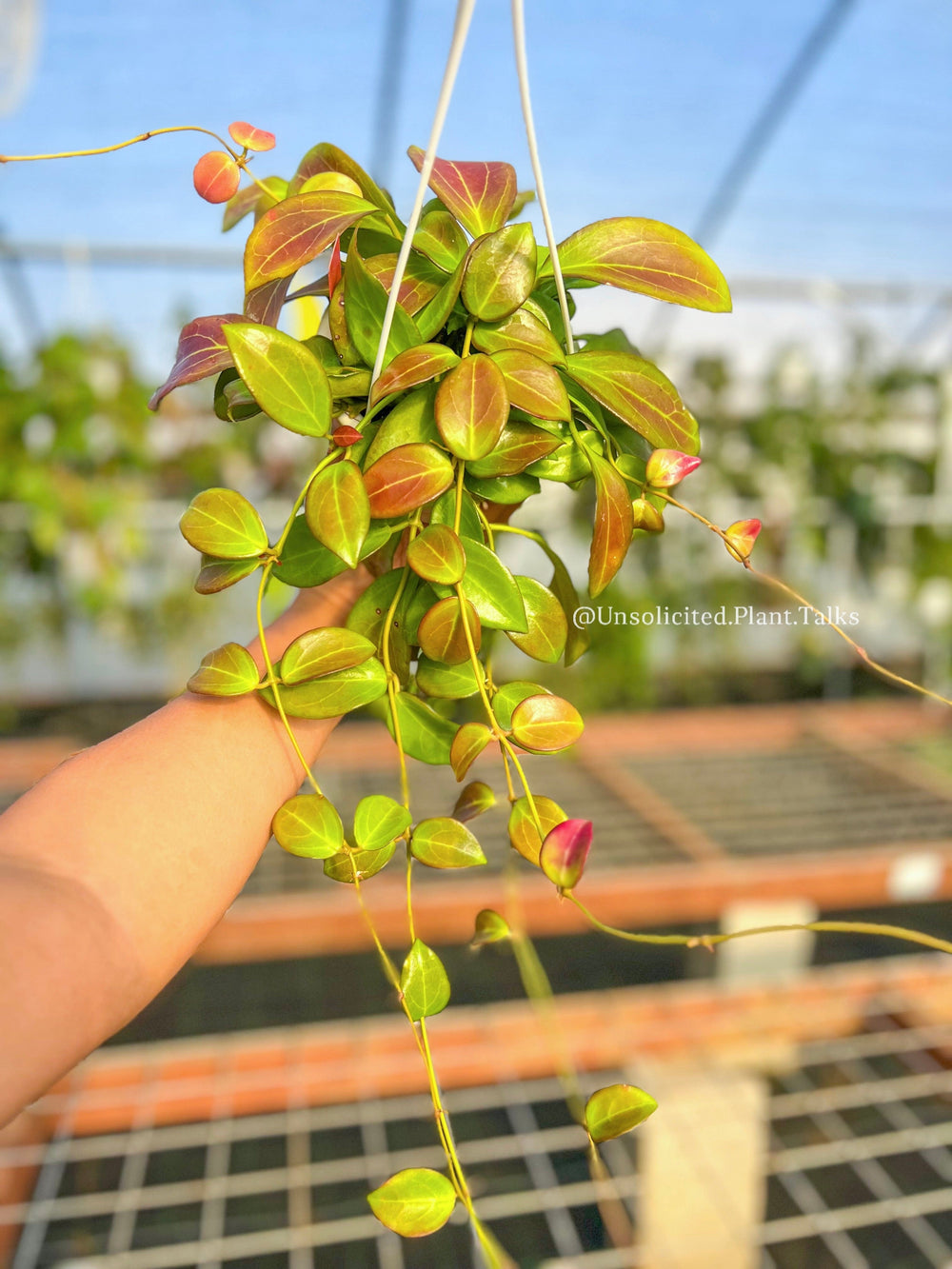 Hoya aff. burtoniae X (seedling no.1)