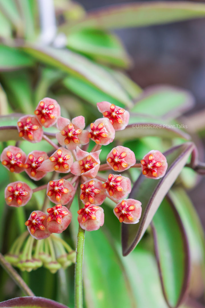 Hoya anncajanoae