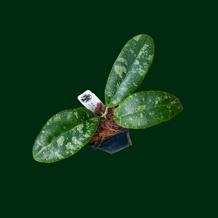 Hoya rintzii (Borneo, splash)