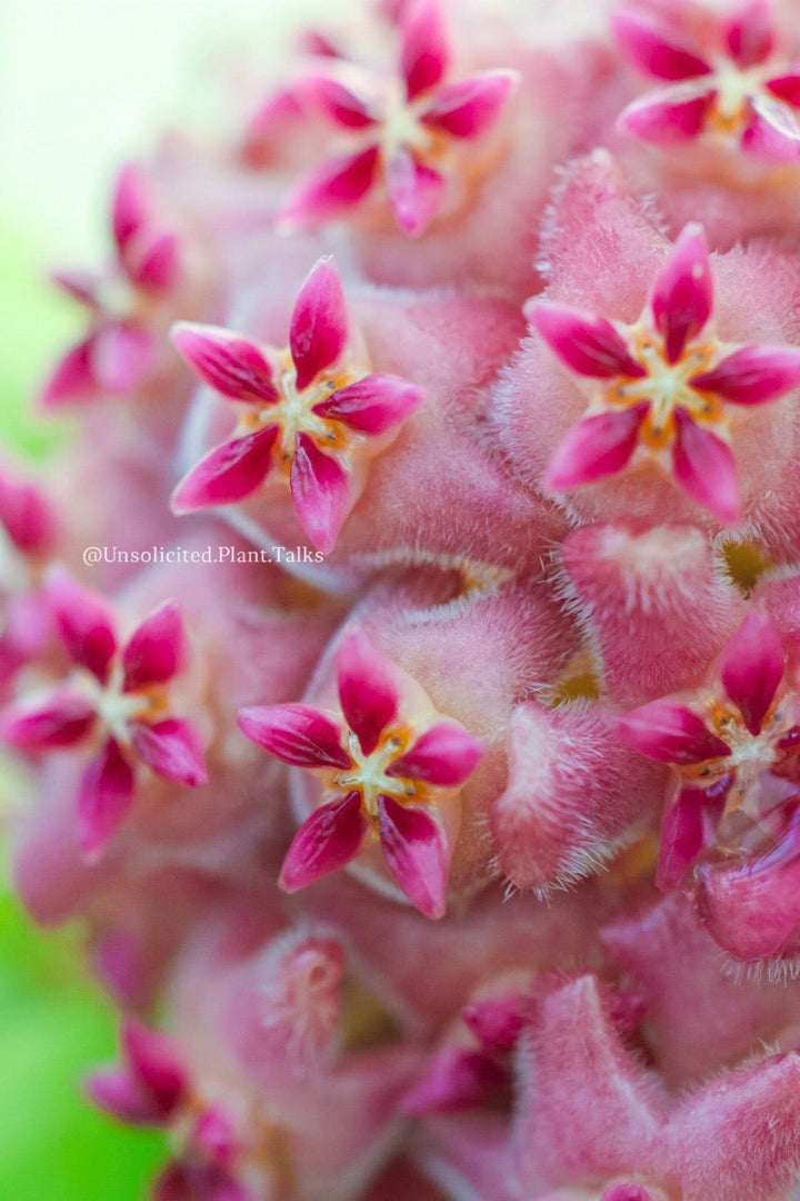 Hoya MB1497 (H. Erythrina x H. &