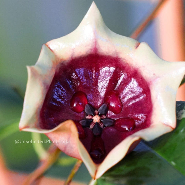 Hoya wallichii ssp. Tenebrosa (SLM02)