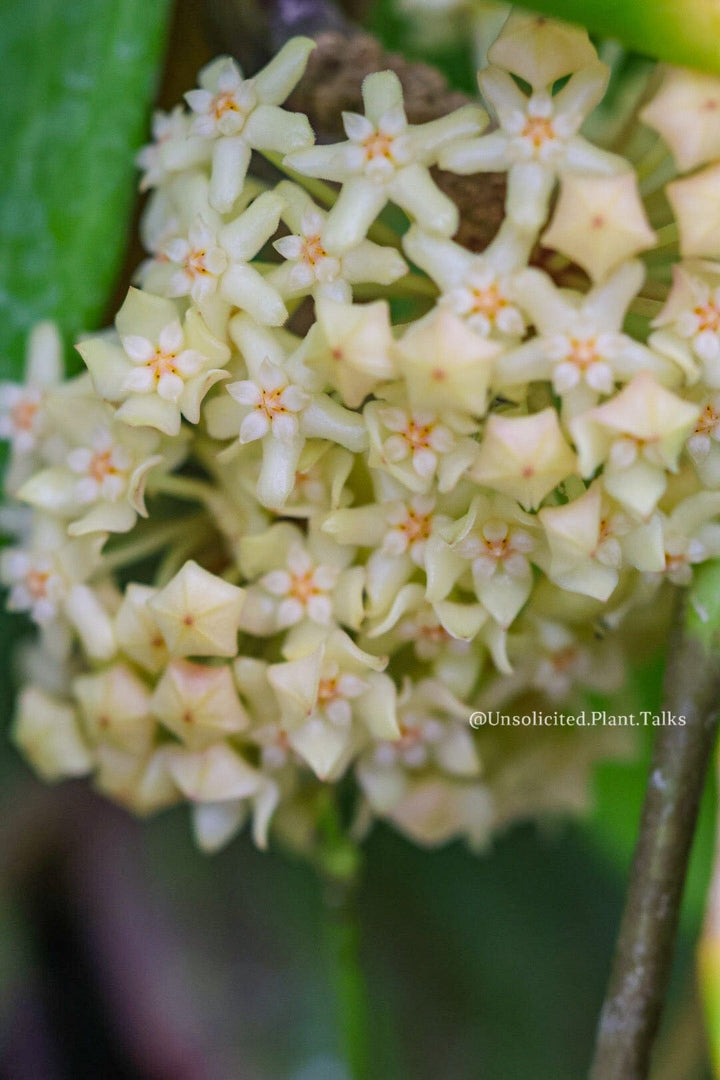 Trellised Hoya Quinquenervia