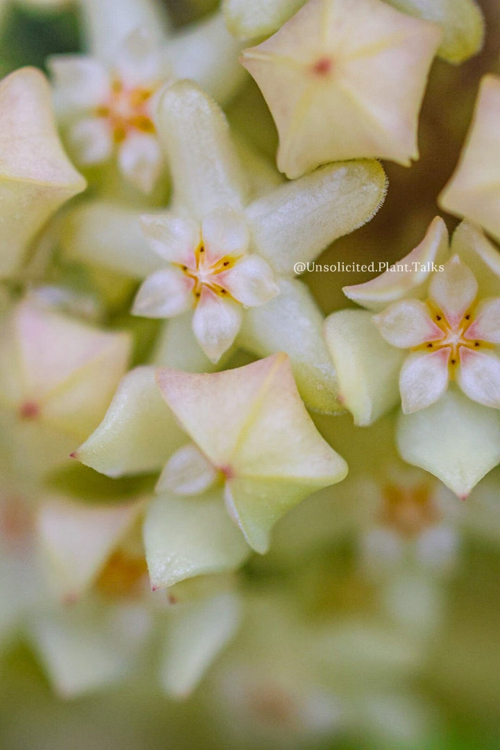 Trellised Hoya Quinquenervia