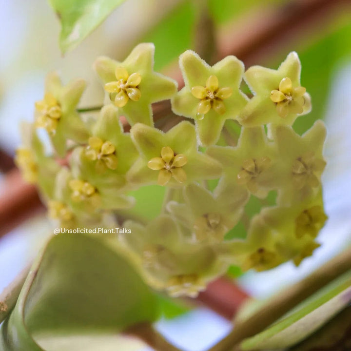 Hoya trigonolobos (IML1731, rare)