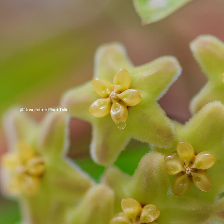 Hoya trigonolobos (IML1731, rare)