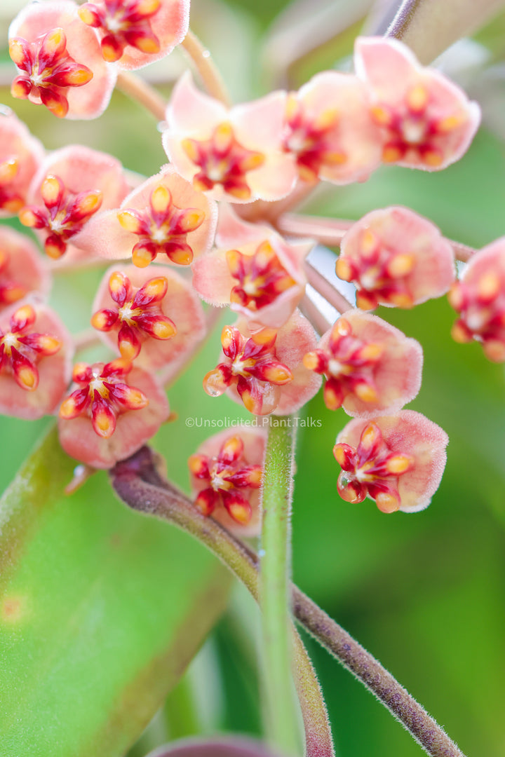 Hoya anncajanoae