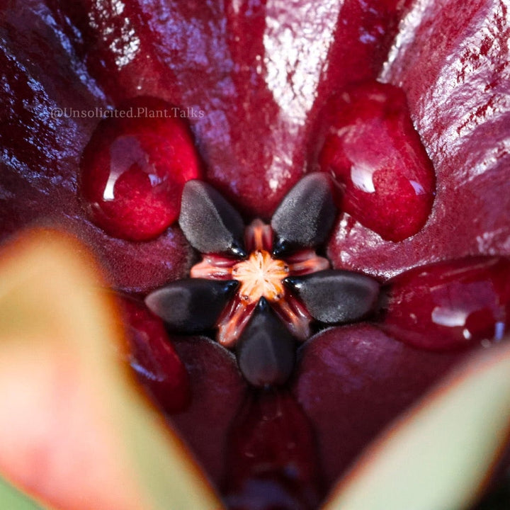 Hoya wallichii ssp. Tenebrosa (SLM02)