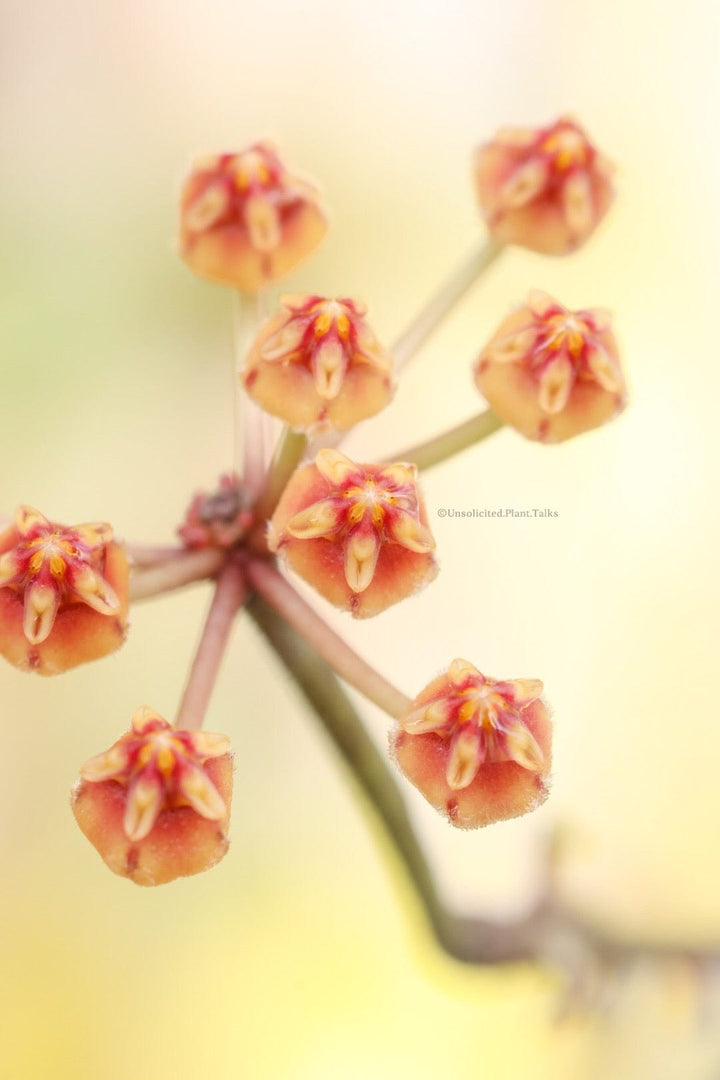 Hoya sp. cianjur