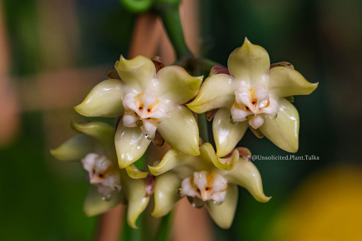 Hoya griffithii (yellow)