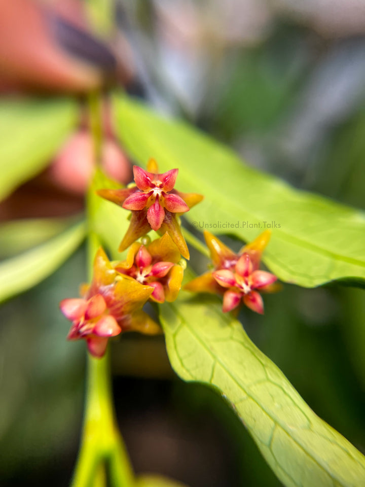 Hoya amrita