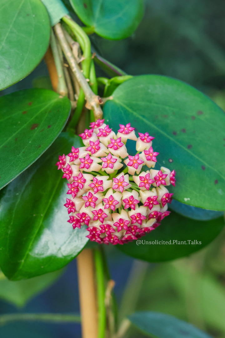 Hoya ‘Idaho’ (MB 1432)