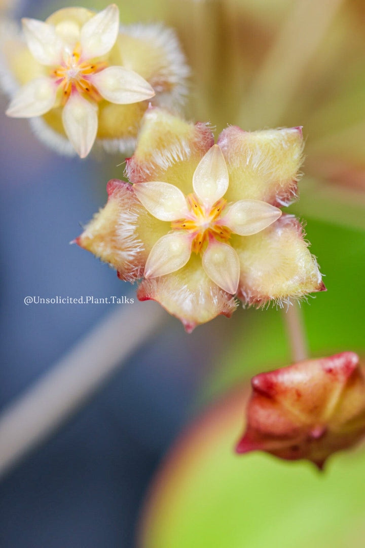 Hoya erythrina (purple flowers)