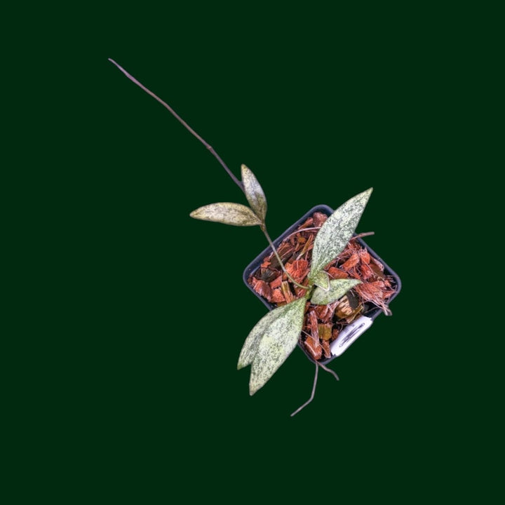 Hoya parviflora &