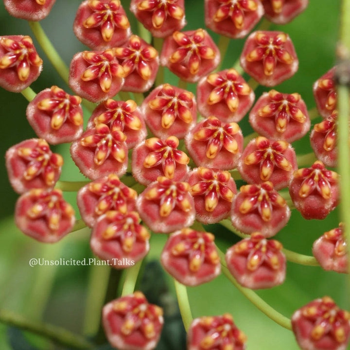 Hoya memoria (sold as gracilis)