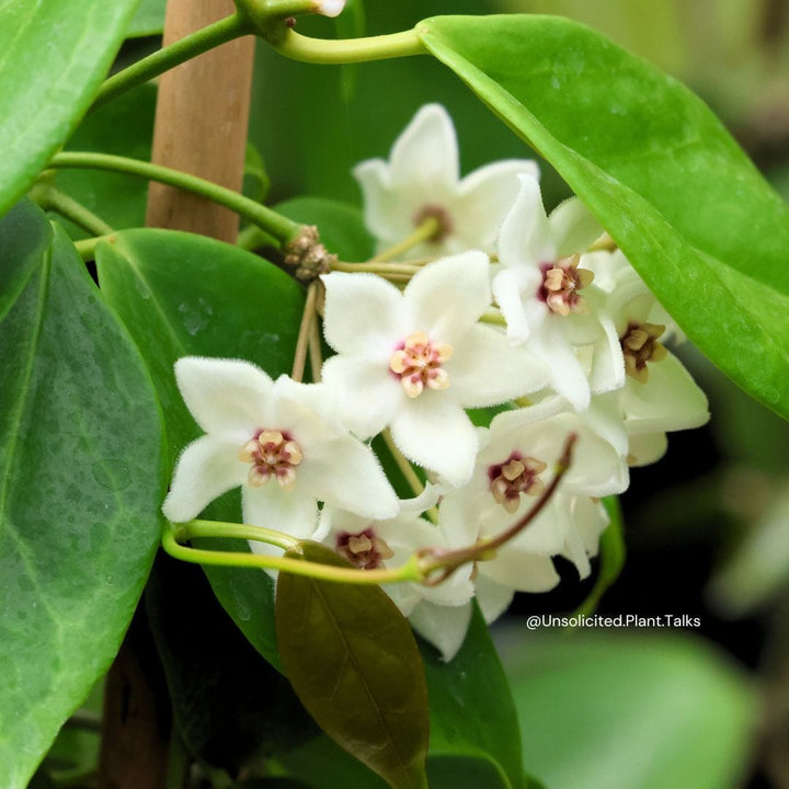 Trellised Hoya leucorhoda