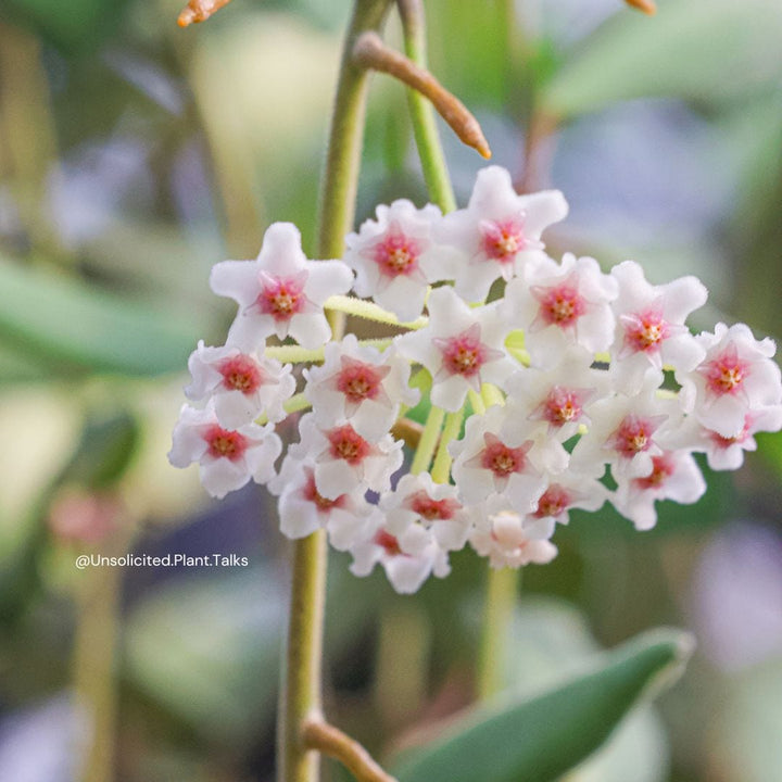 Hoya nummularoides