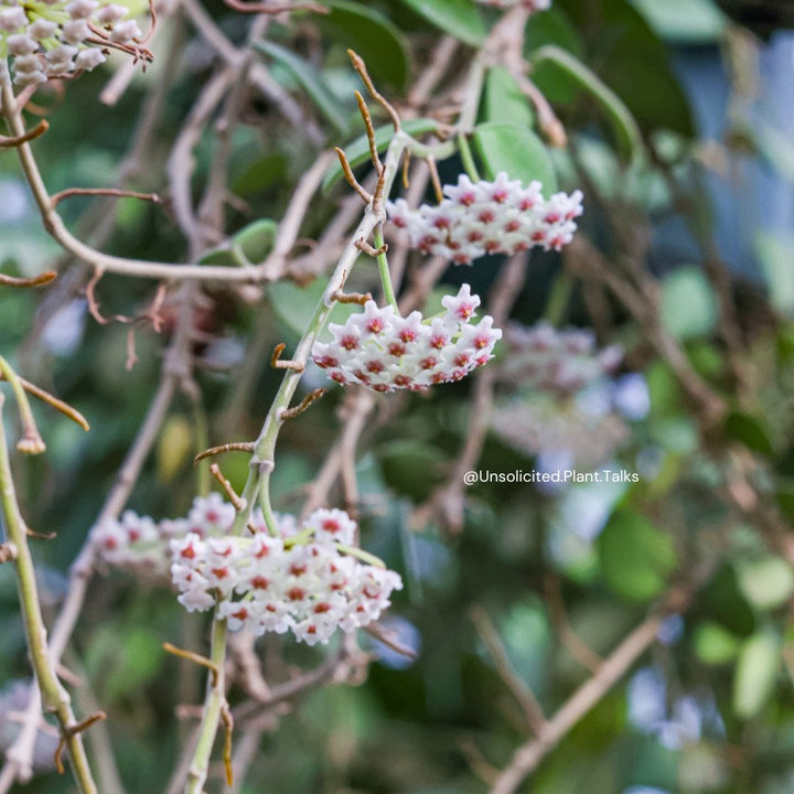 Hoya nummularoides