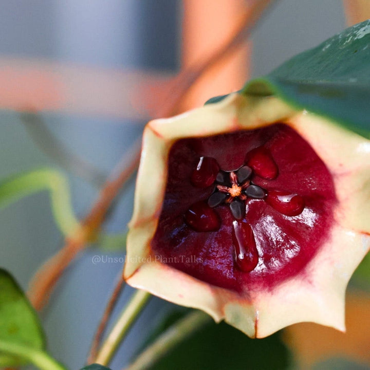 Hoya wallichii ssp. Tenebrosa (SLM02)