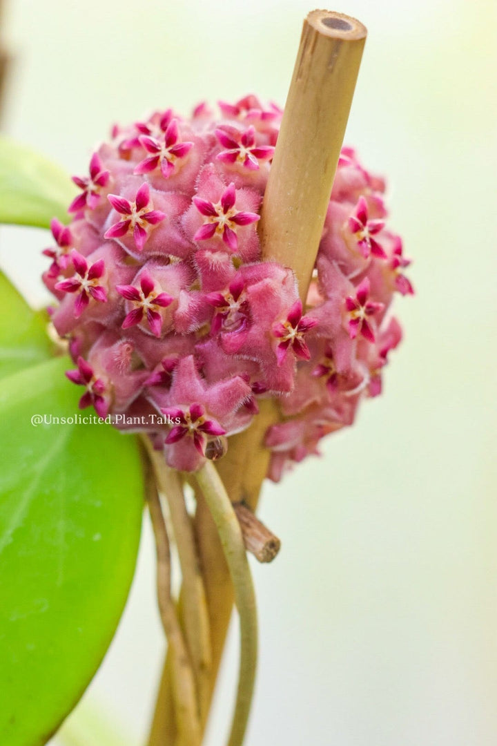 Hoya MB1497 (H. Erythrina x H. &