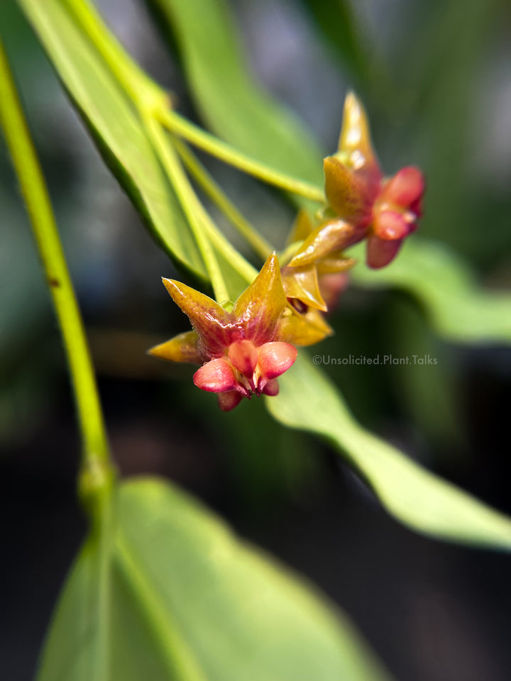 Hoya amrita