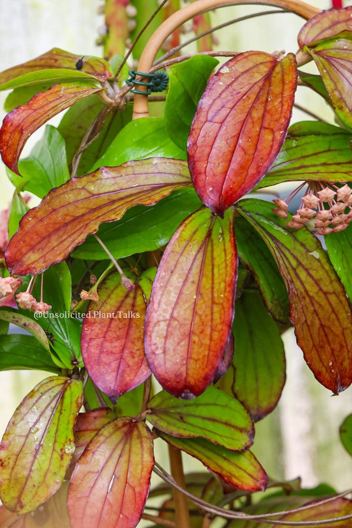 Hoya erythrina (purple flowers)