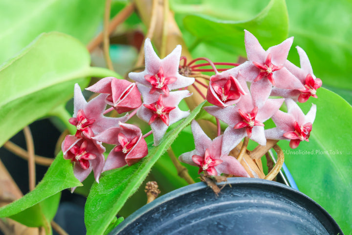 Hoya piestolepis