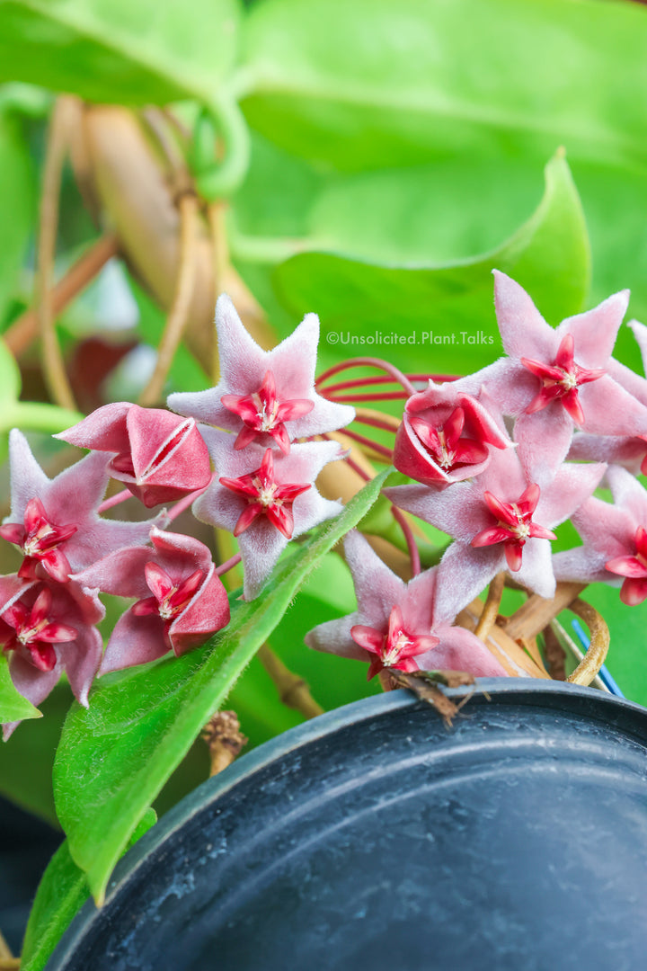 Hoya piestolepis