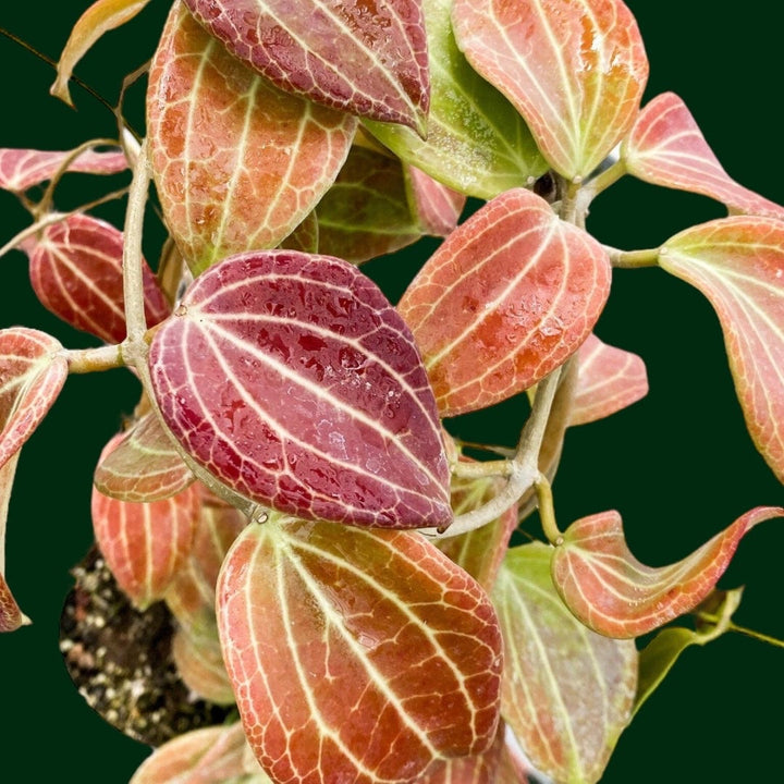 Hoya quinquenervia