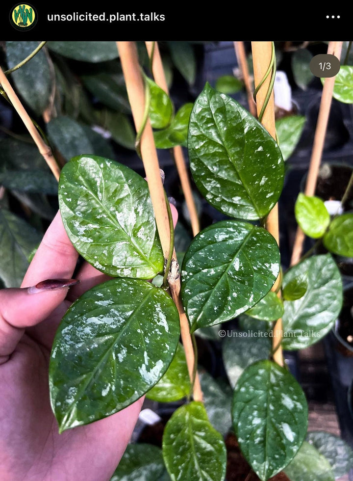 Hoya sp. (Lai Chau, round leaves)