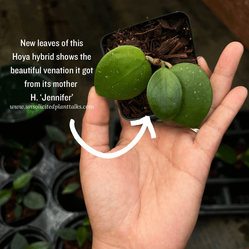 Hoya ‘Jennifer’ X (open pollinated)