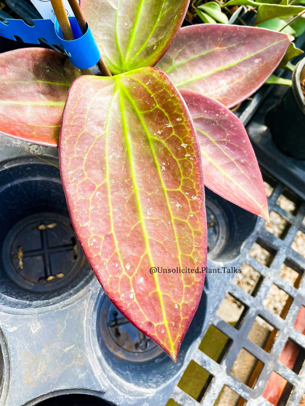 Hoya nicholsoniae (fka pottsii red leaves)