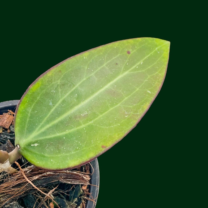 Hoya nicholsoniae (fka pottsii red leaves)