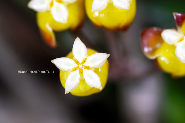 Hoya sp. Aceh Gomas