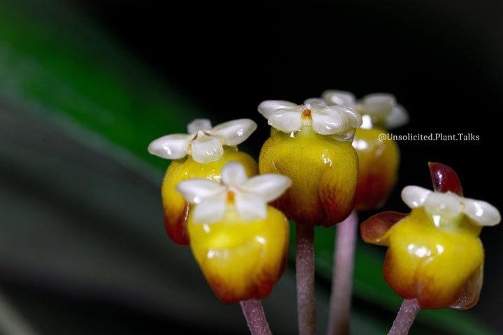 Hoya sp. Aceh Gomas