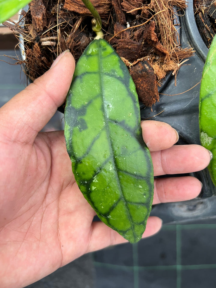 Hoya callistophylla ‘Black Cat’