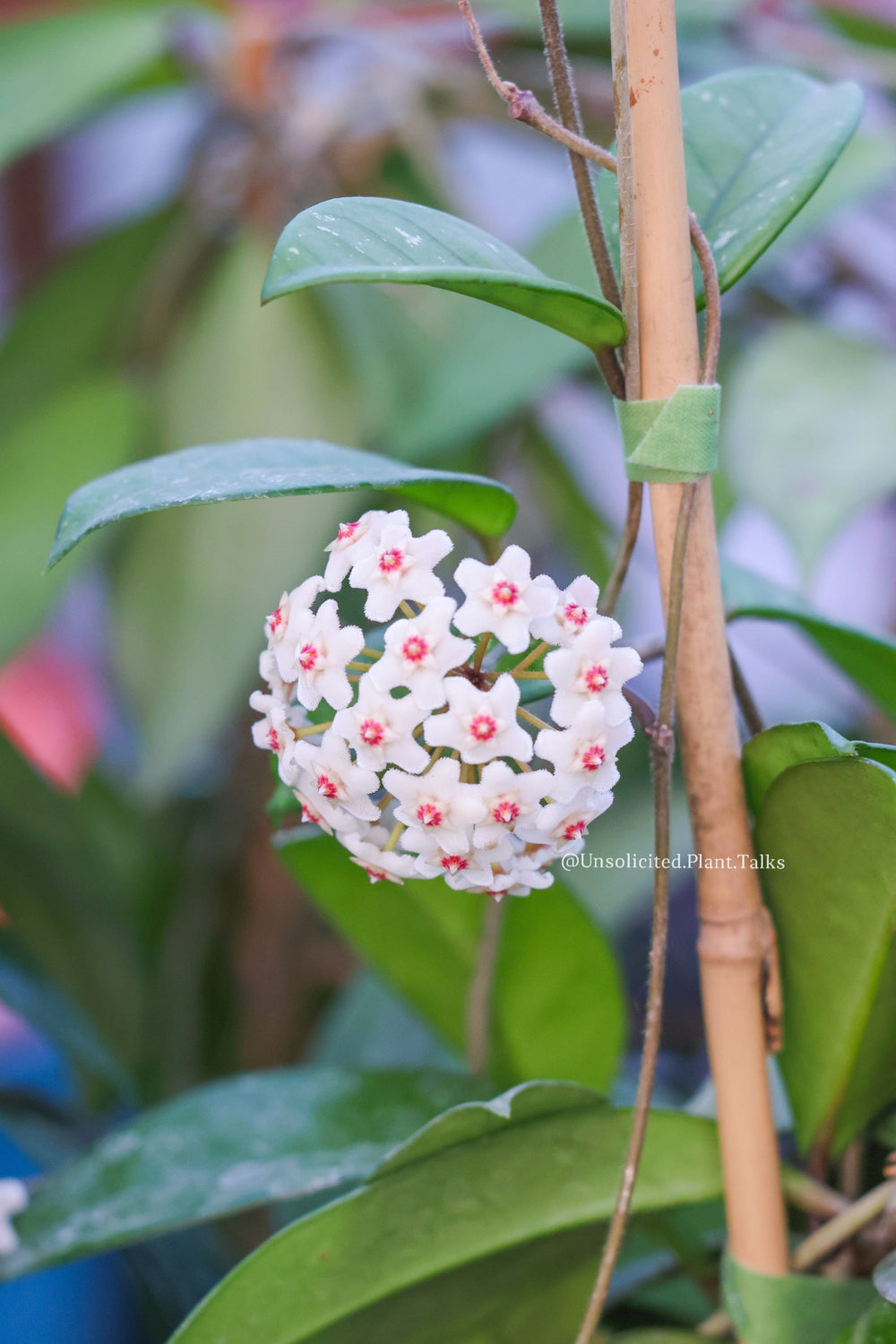 Hoya fungii (fuzzy leaves)