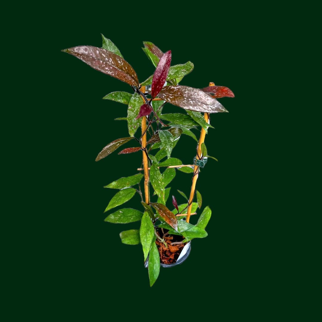 Trellised Hoya pubicalyx ‘Red Button’