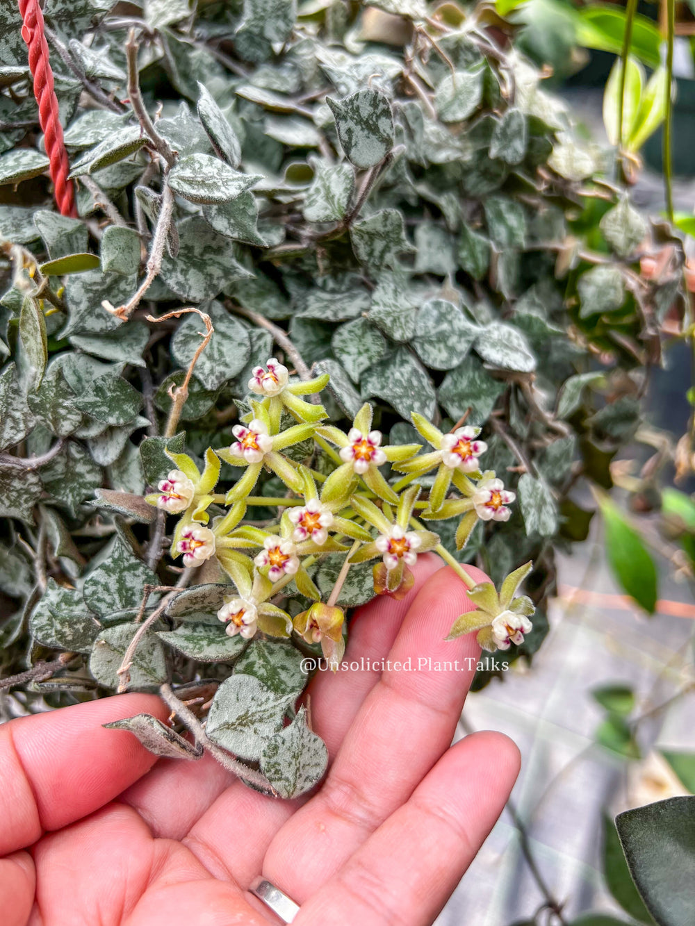 Hoya curtisii