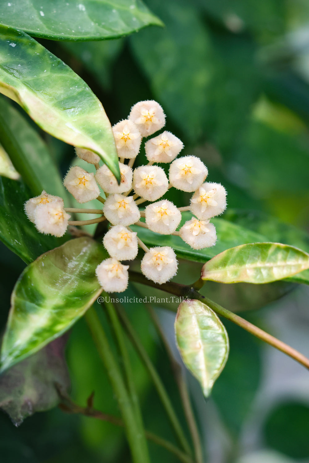 Hoya lacunosa 'Amarillo'