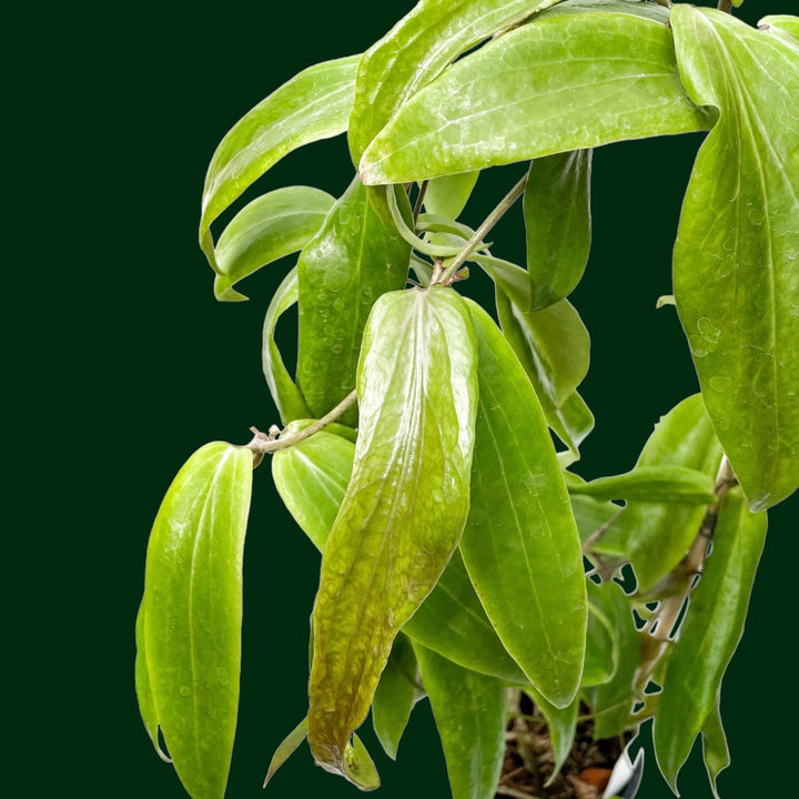 Trellised Hoya Siariae (red)