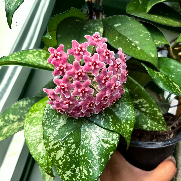 Trellised Hoya fungii x pubicalyx RHP