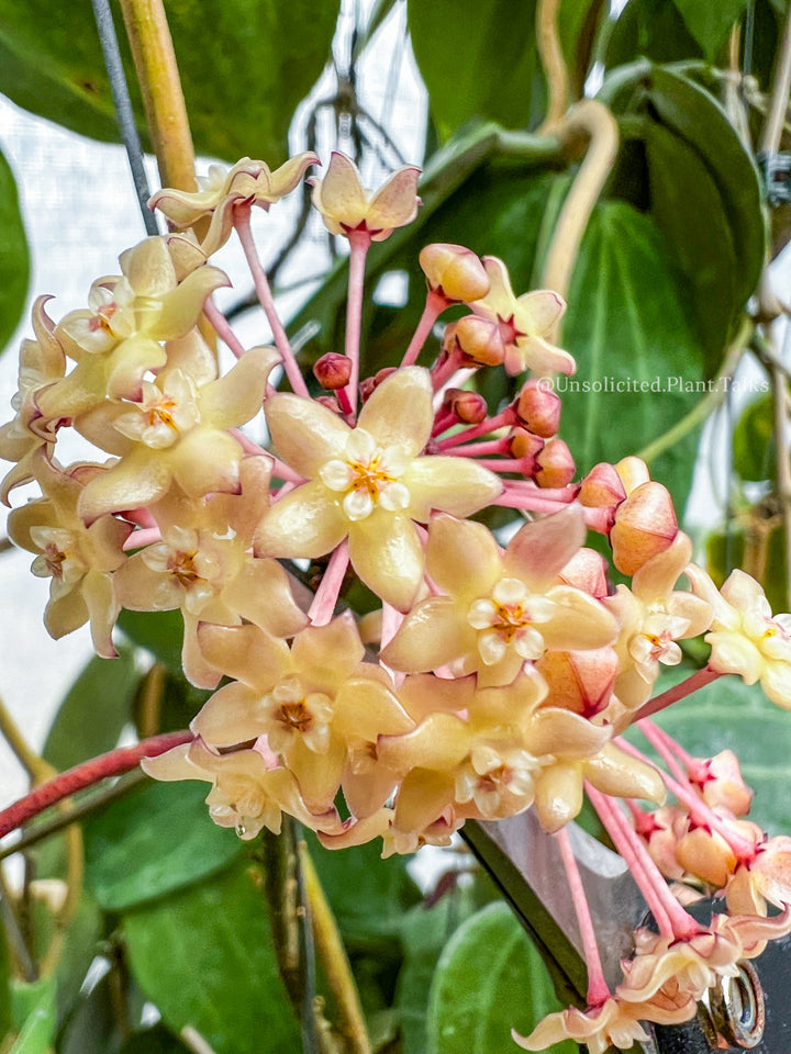 Hoya latifolia &