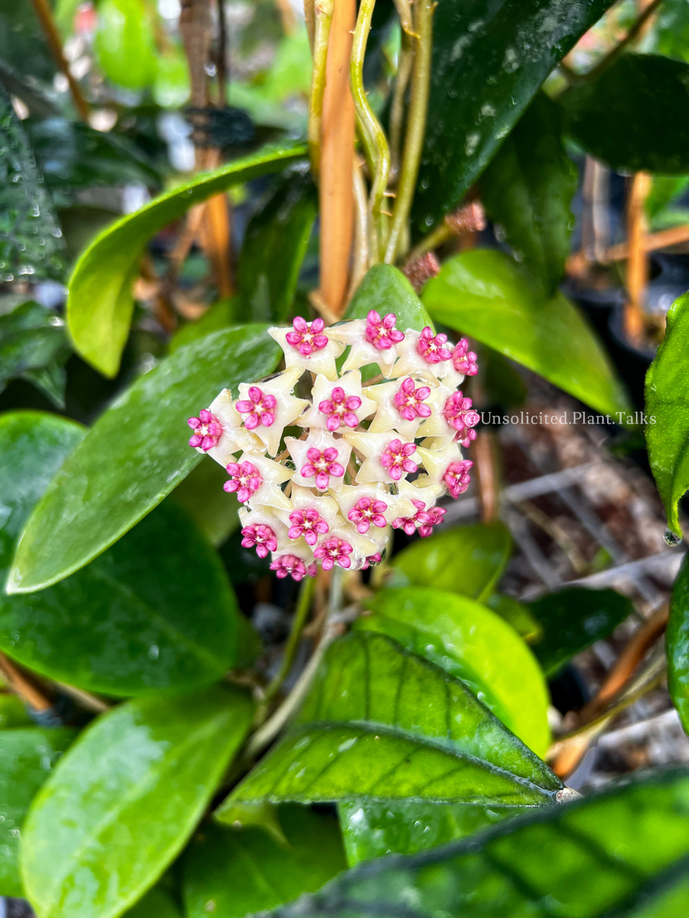 Hoya 'Ghost Fairy' (MB1034-505)