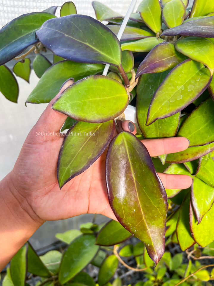 Hoya ‘Mango Sunset’ (UPT010)